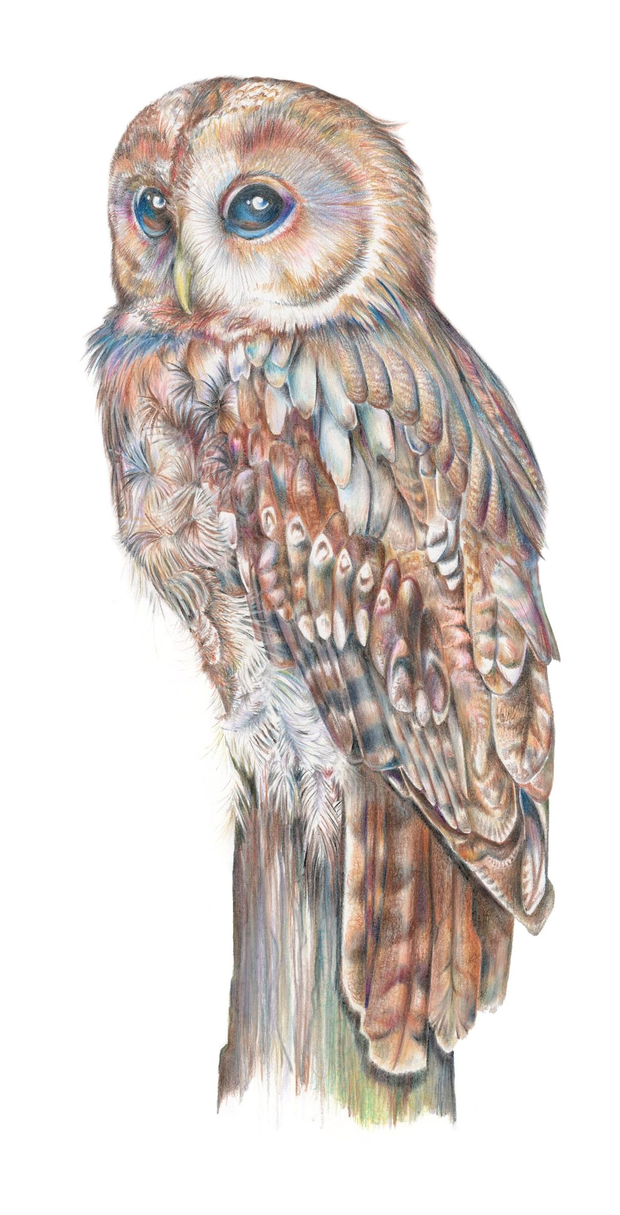 Tawny Owl illustration by botanical illustration Charlotte Argyrou. Limited edition Giclee artprint.