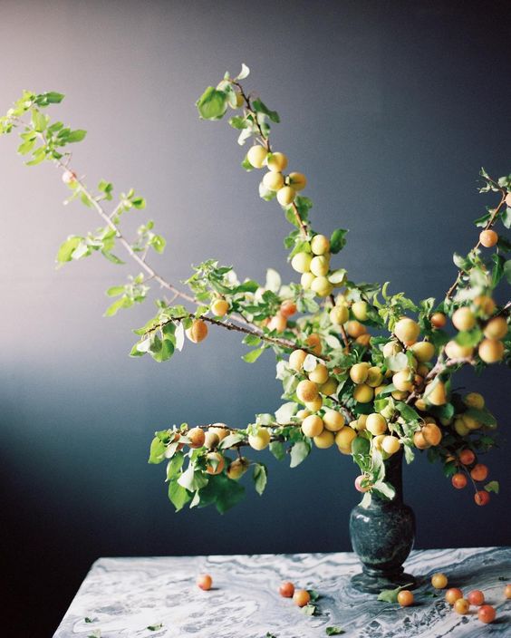 Apricot branch display on botanical artist Charlotte Argyrou blog