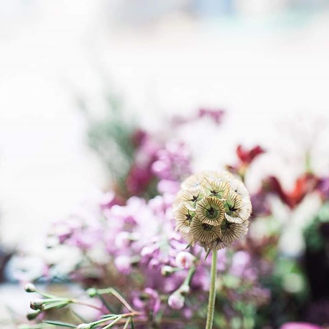 luxury surrey florist on botanical artist charlotte argyrou blog