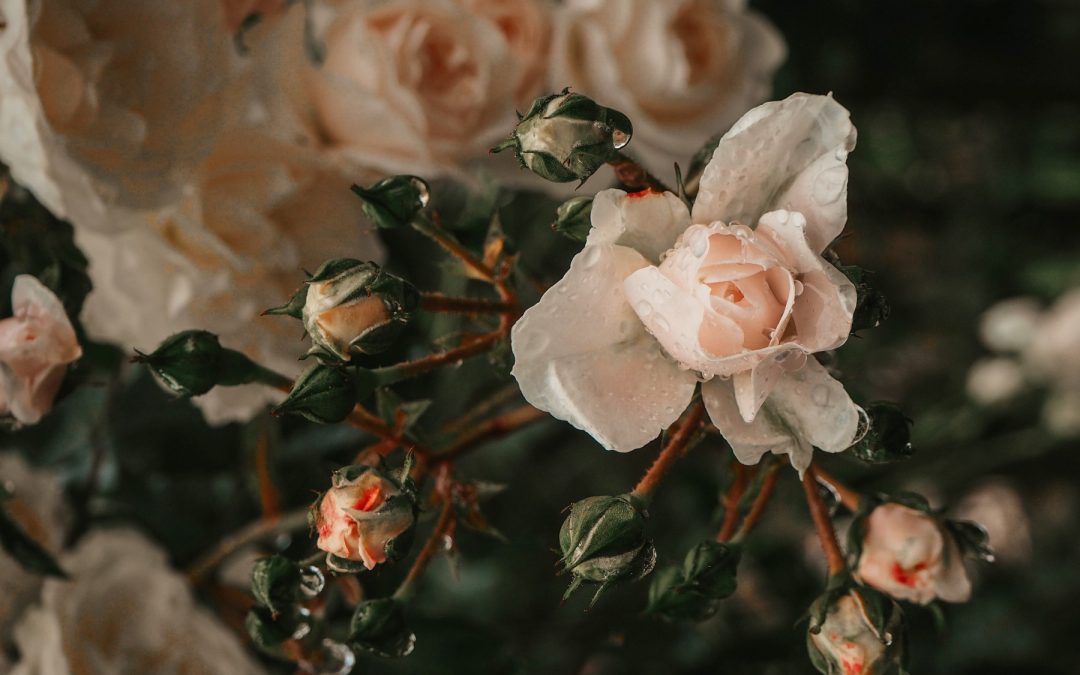 wizz and wild rose 2022 floral trends report